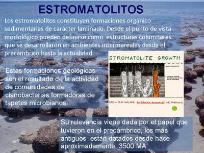 Estromatolitos