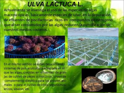Ulva lactuca L.