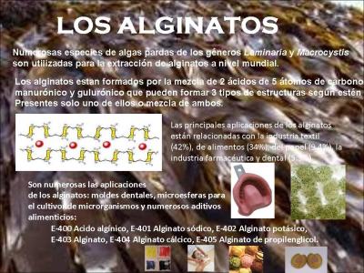 Los alginatos
