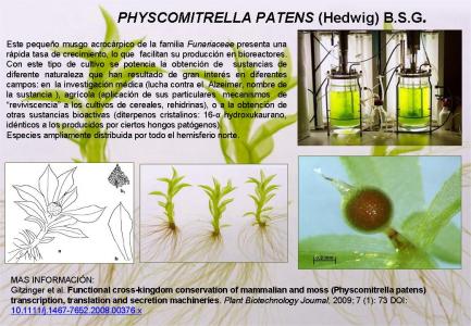 Physcomitrella patens (Hedwig) B.S.G.