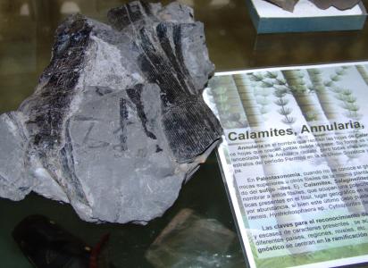 Fósil de Calamites