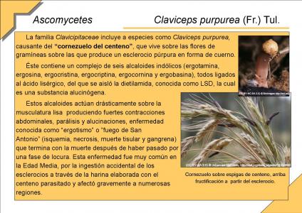 Claviceps purpurea (Fr.) Tul.