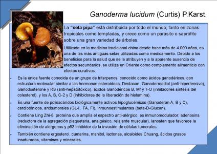 Ganoderma lucidum (Curtis) P.Karst.