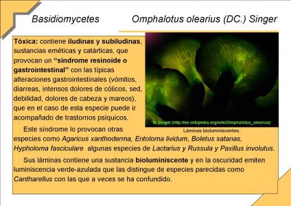 Omphalotus olearius (DC.) Singer