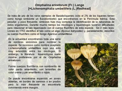 Omphalina ericetorum (Fr.) Lange