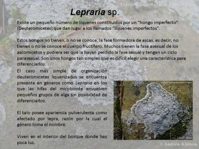 Lepraria sp.