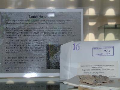 Lepraria crasissima (Hue) Lettau