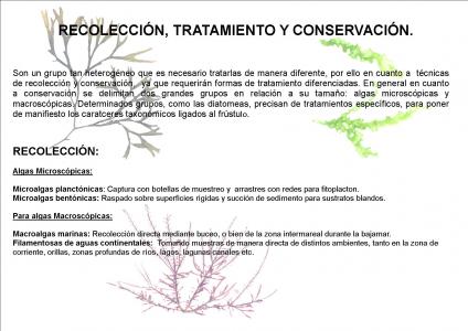 Recolección, tratamiento y conservación de las algas