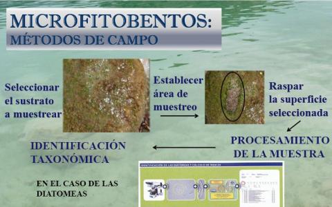 Método de muestreo de microfitobentos