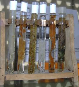 Conservación de algas en líquido