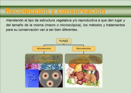 Recolección y conservación de los hongos