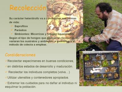 Recolección y conservación de los hongos
