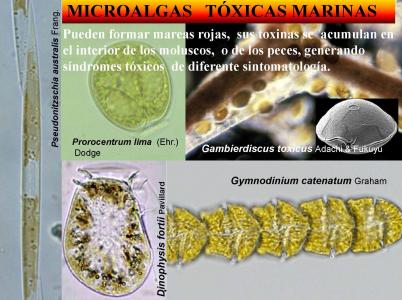 Microalgas tóxicas marinas