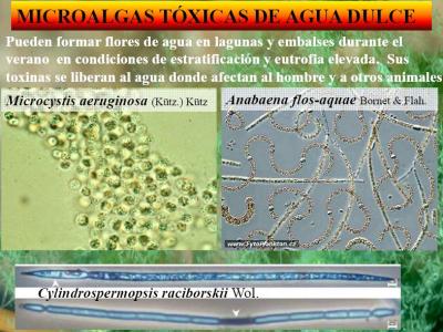 Microalgas tóxicas de agua dulce