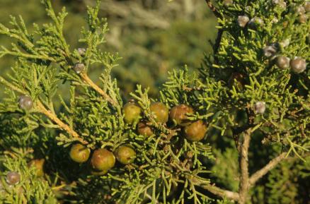 Juniperus-197