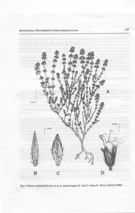 Thymus_xenicensis